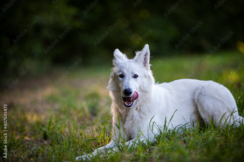 Weißer Schäferhund in einer Wiese. Portrait von einem Schweizer Hund am Feld Weißer Schäferhund in einer Wiese. Portrait von einem Schweizer Hund am Feld