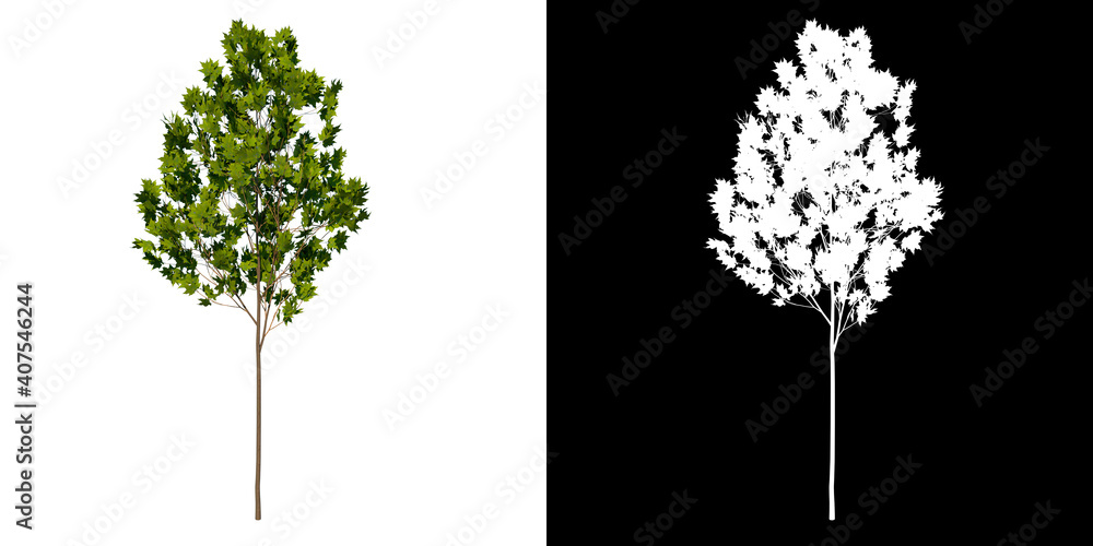 Front view tree (Young Arce Saccharum 1) white background alpha png 3D ...