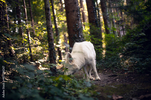Weißer schweizer Schäferhund schnuppert am Boden im Wald. © lichtflut_photo