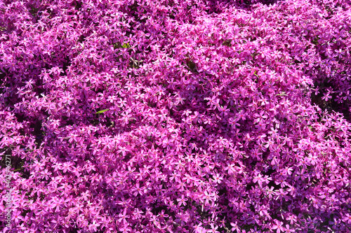 Phlox, purple spring flowers texture background