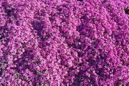 Phlox, purple spring flowers texture background