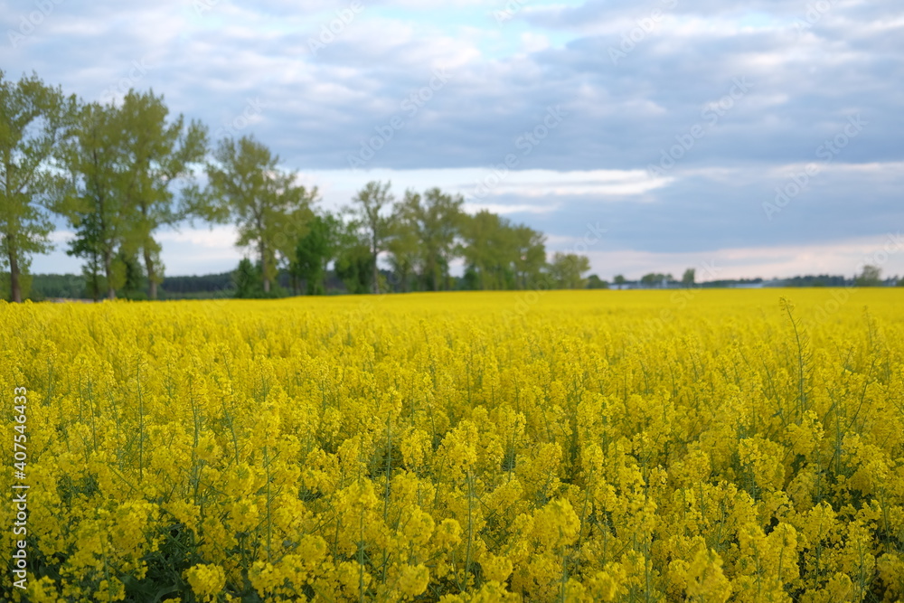 rapeseed field in spring. blue clouds in the sky and green trees