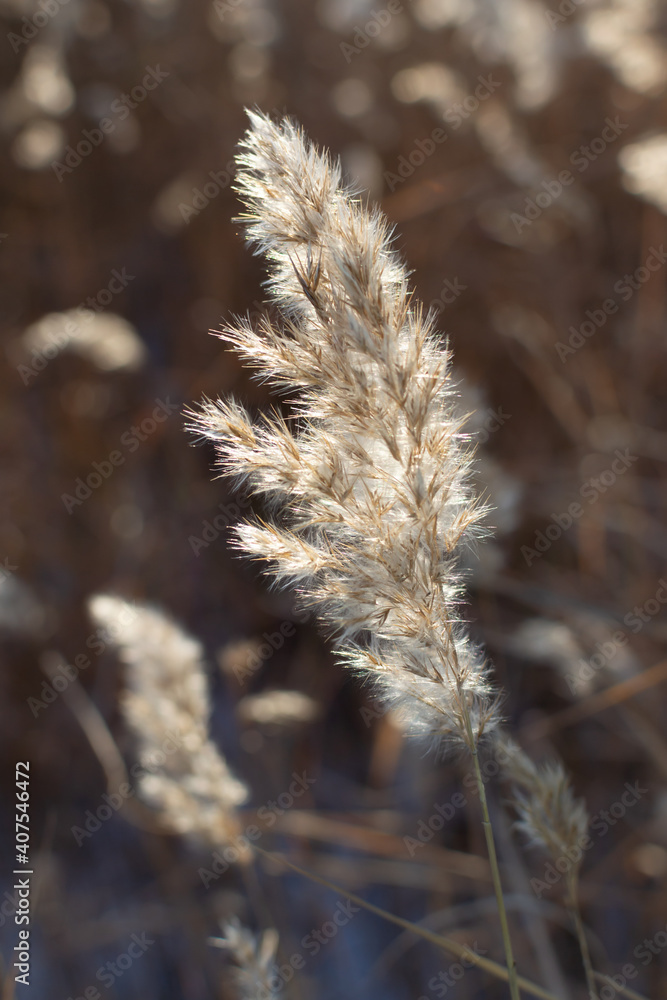 Dry reed on a frozen river in the sun in winter. Natural background. The concept of naturalness. Copy space. Vertical orientation.