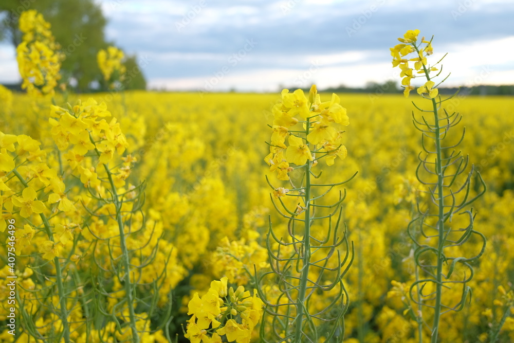 rapeseed field in spring. blue clouds in the sky and green trees rapeseed field in spring. blue clouds in the sky and green trees
