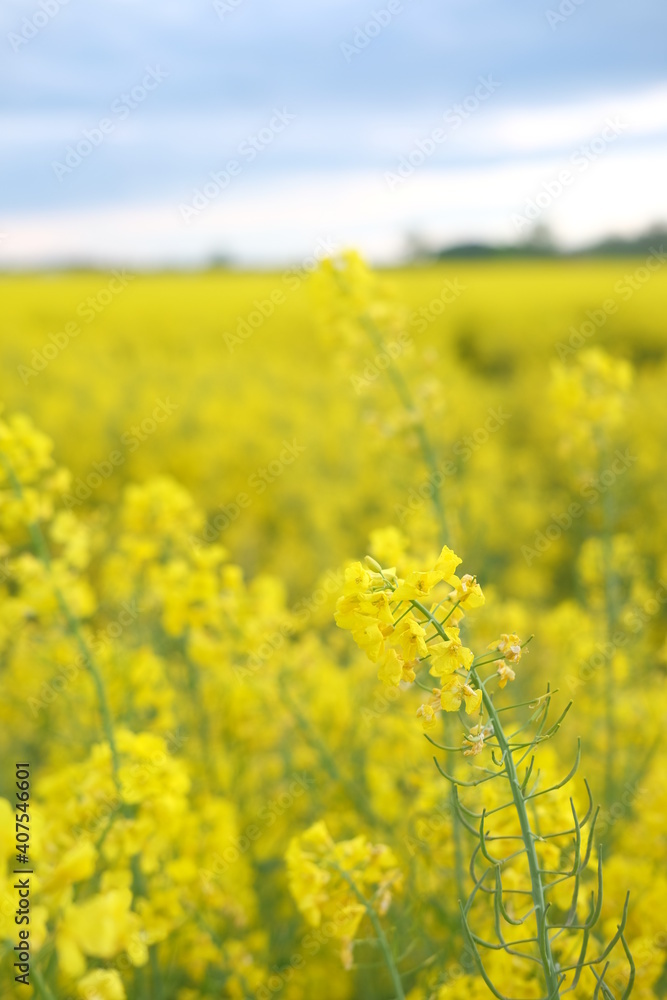 Obraz premium rapeseed yellow field in spring