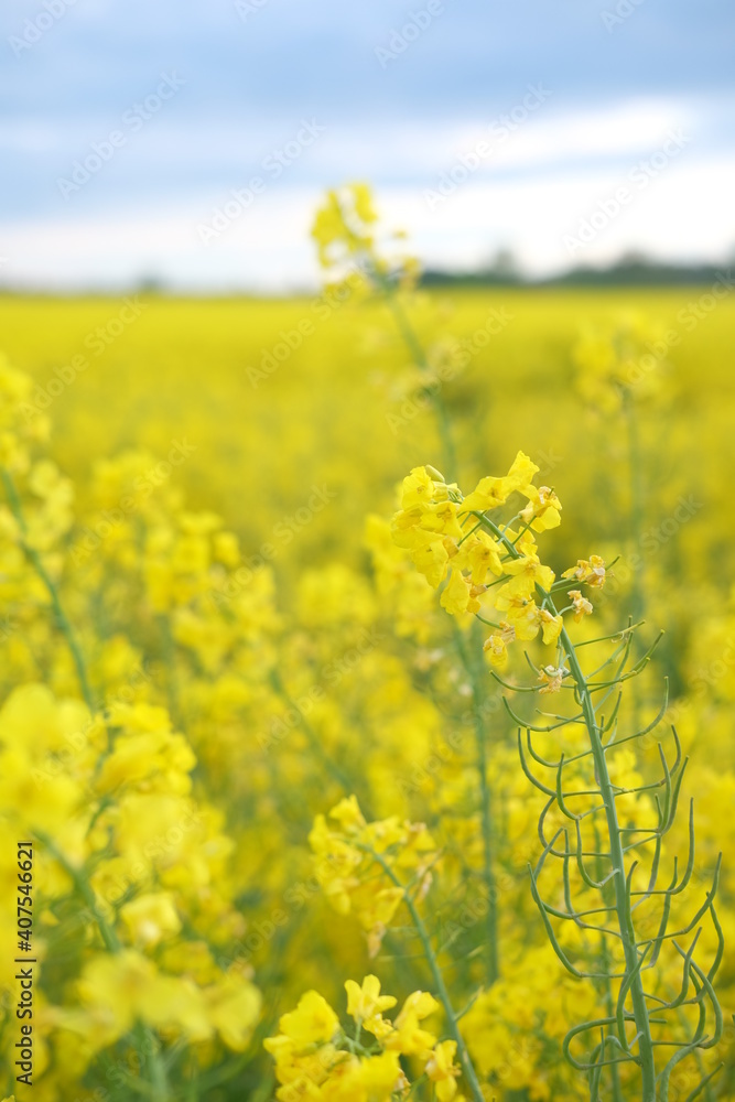 rapeseed yellow field in spring
