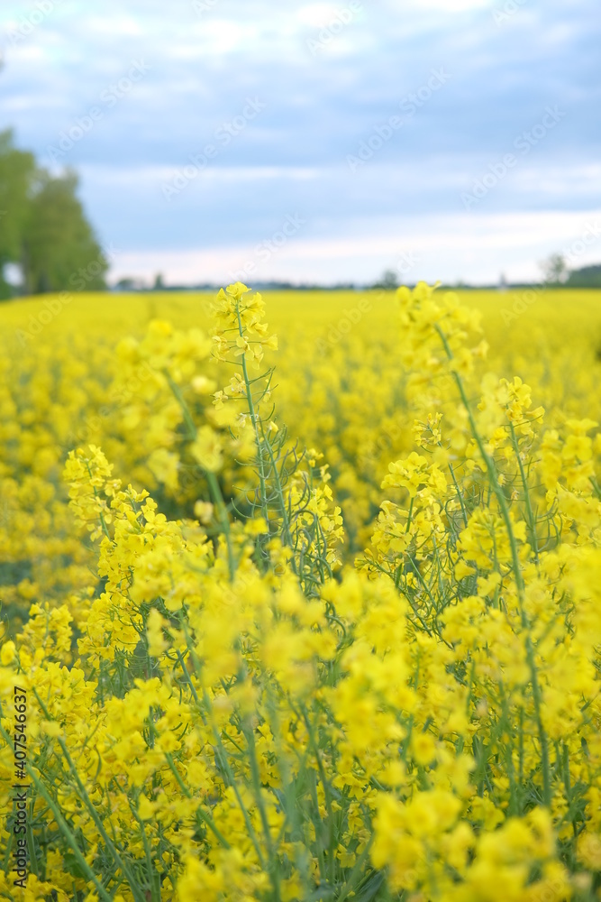 rapeseed field in spring. blue clouds in the sky and green trees rapeseed field in spring. blue clouds in the sky and green trees