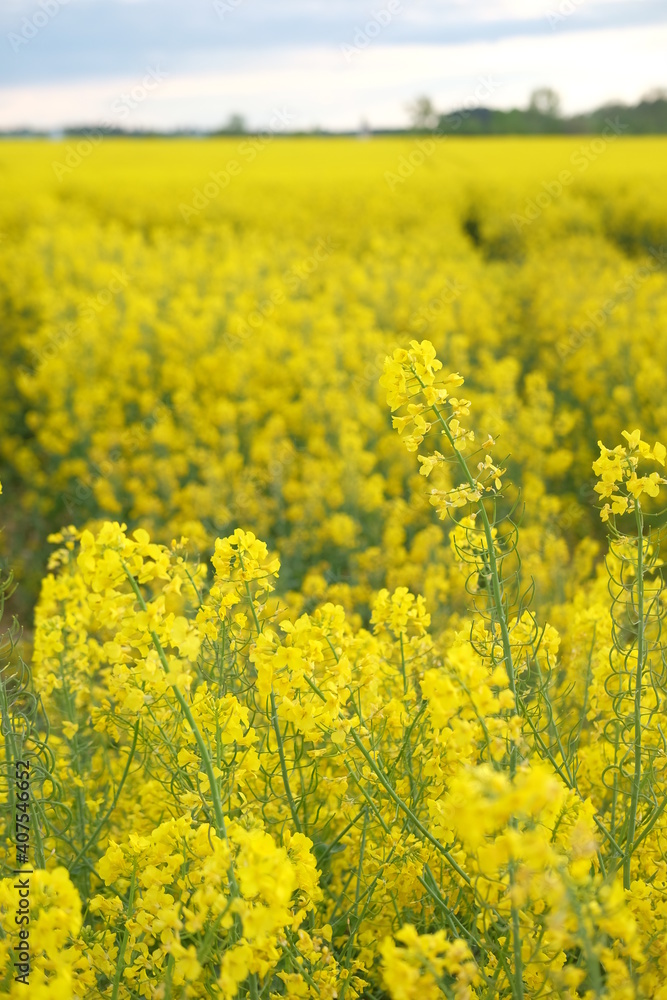 rapeseed yellow field in spring rapeseed yellow field in spring