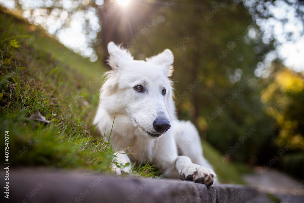 Obraz premium Portrait von einem weißen Schäferhund liegend in der Wiese. Hund liegt bei Sonnenschein im Feld. 