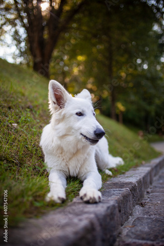 Portrait von einem weißen Schäferhund liegend in der Wiese. Hund liegt bei Sonnenschein im Feld. 