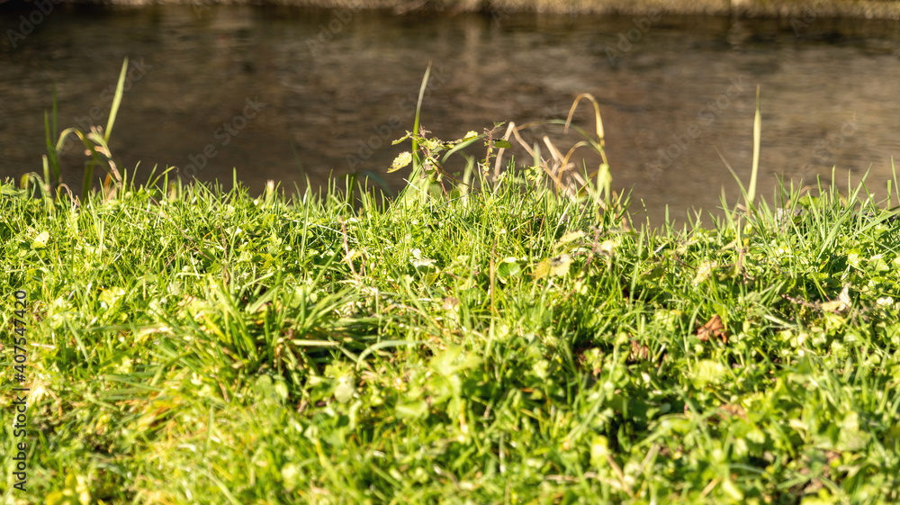 green grass in the park on a sunny day green grass in the park on a sunny day