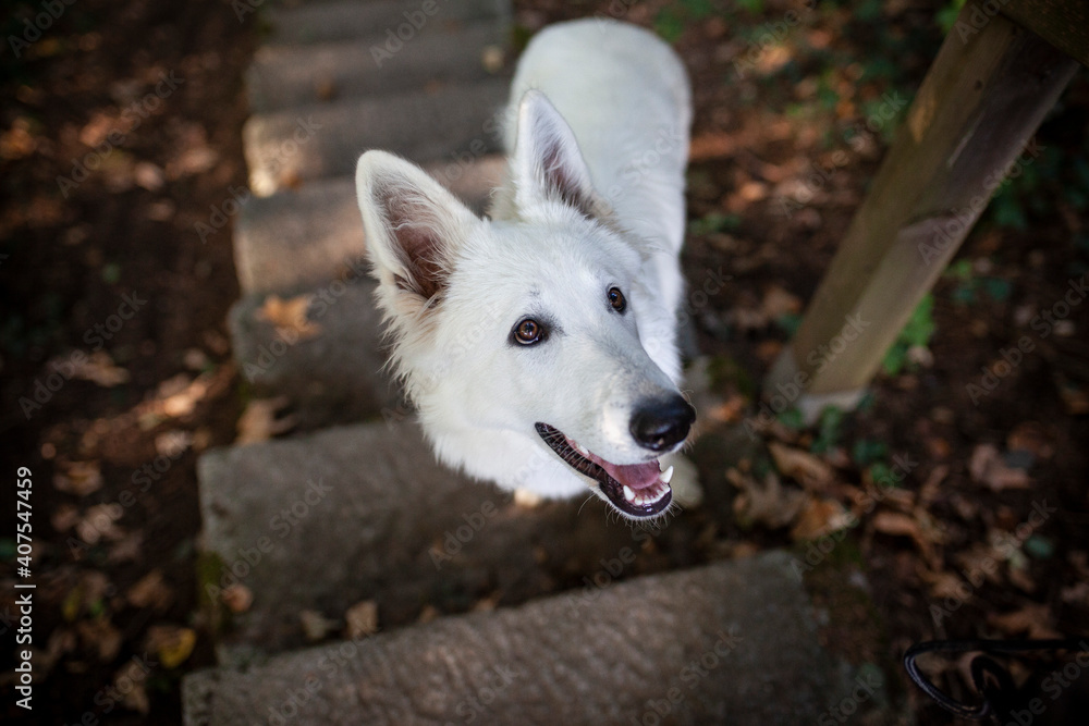Obraz premium Weißer schweizer Schäferhund im Wald.