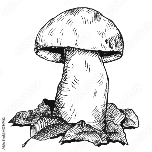 Mushroom oyster growing in forest wildlife. Vintage monochrome hatching illustration isolated