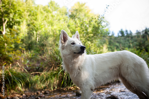 Weißer schweizer Schäferhund im Wald. © lichtflut_photo
