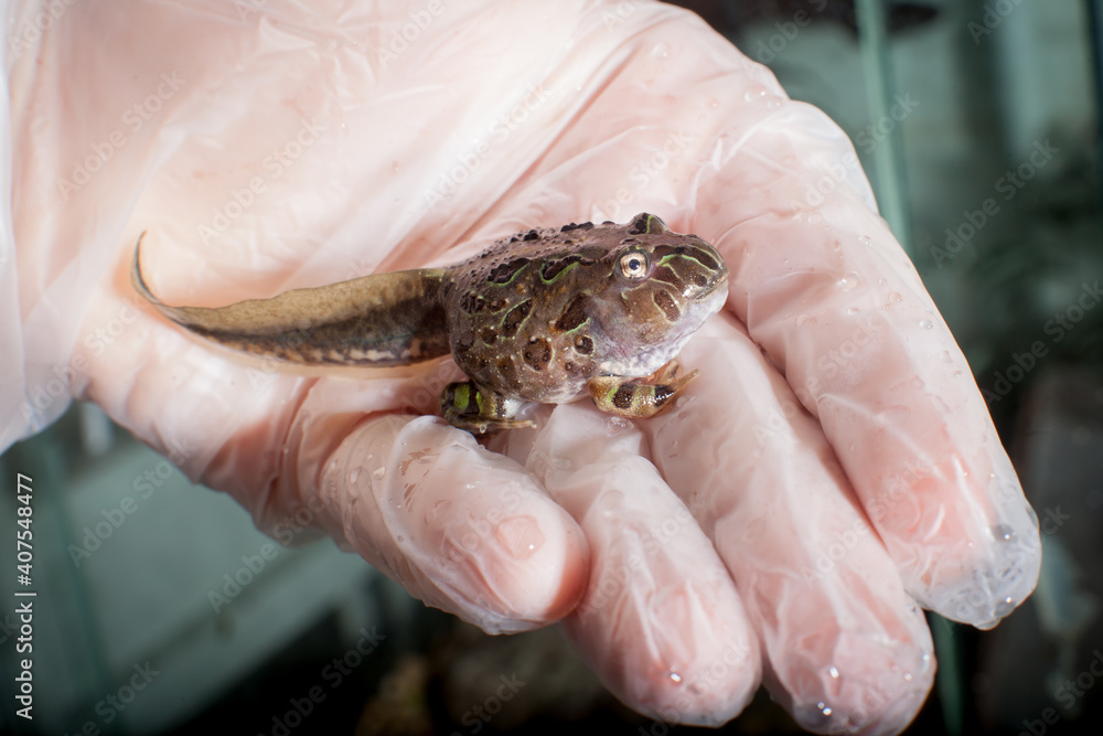 Fototapeta premium The Brazilian horned froglet sitting on hand