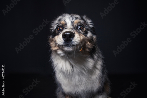 Australian Shepherd im Foto Studio schnappt nach Essen. Hund fängt Leckerlis.
