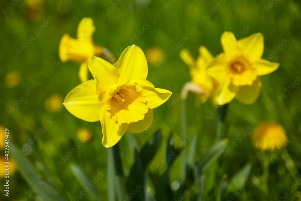 Beautiful yellow daffodils in the garden, close-up. Beautiful yellow daffodils in the garden, close-up.