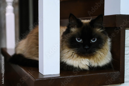 Quadro su tela Beautiful fluffy himalayan cat with blue eyes lies on the wooden staircase and looks at camera