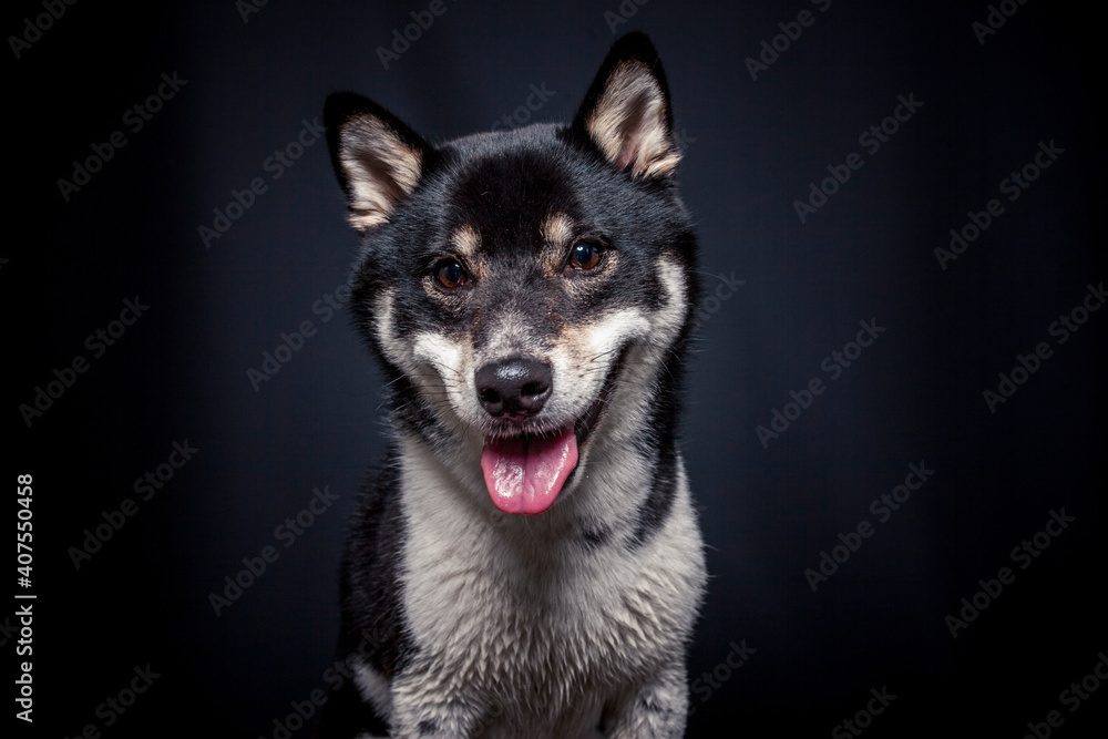 Shiba inu im Studio versucht Leckerlis zu fangen. Hund schnappt nach essen Shiba inu im Studio versucht Leckerlis zu fangen. Hund schnappt nach essen