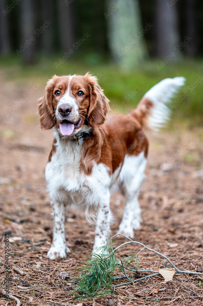 Adorable cute healthy and happy welsh springer spaniel in forest.