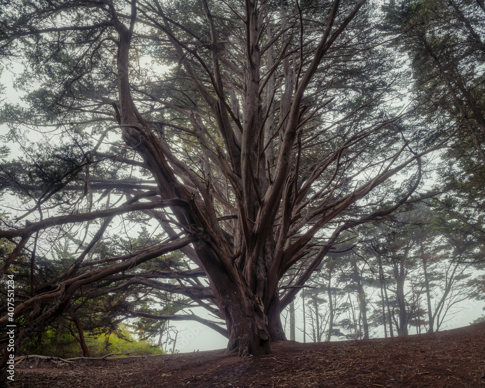 Obraz premium Cypress trees at Fitzgerald Marine Reserve in Moss Beach, California