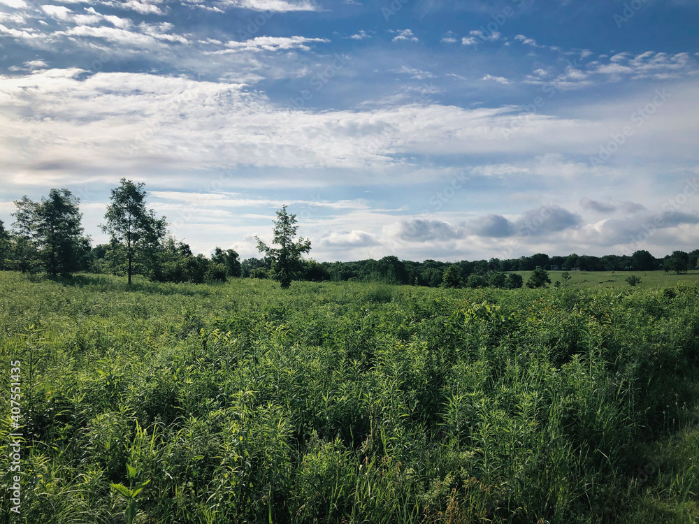 Field and sky: Summer on the prairie with a brilliantly green meadow and blue sky with hints of a wooded forest in the background and fluffy clouds