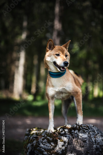 Shiba Inu steht auf einem Stein im Wald