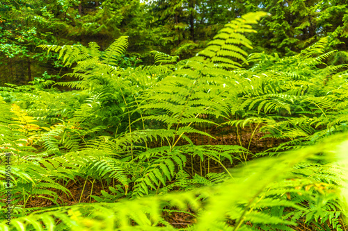 Beautiful ferns leaves green foliage background