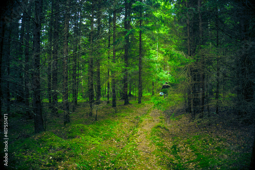 Path in the coniferous forest. Mushroom picker with a bucket in the forest.  © etraveler