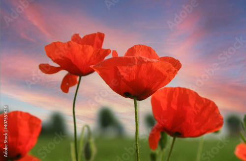 Klatschmohn  Papaver rhoeas   gegen Himmel