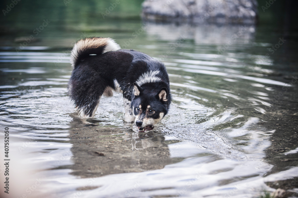 Obraz premium Shiba Inu im spielt im Wasser.