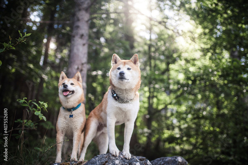 Zwei Shiba Inus stehten auf einem Stein im Wald.