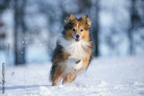 Fotografie Happy dog running in snow