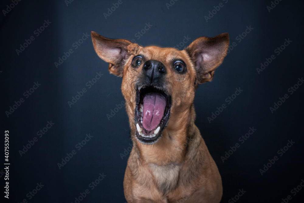 Dog catching a treat in the photo studio
