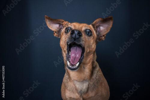 Dog catching a treat in the photo studio