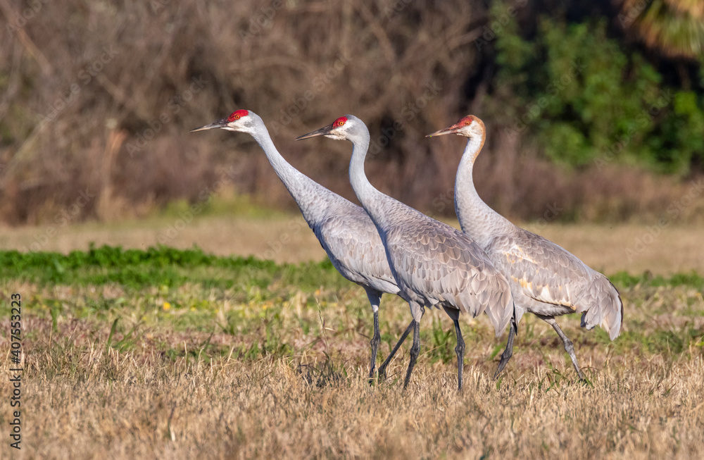 Obraz premium Sandhill cranes (Antigone canadensis) in a wen meadow, Galveston, Texas, USA