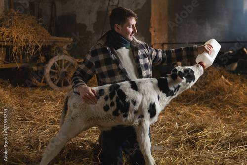 Obraz na płótnie Cinematic shot of young male farmer is feeding from the bottle with dummy an ecologically grown newborn calf used for biological milk products industry in a cowshed stable of countryside dairy farm