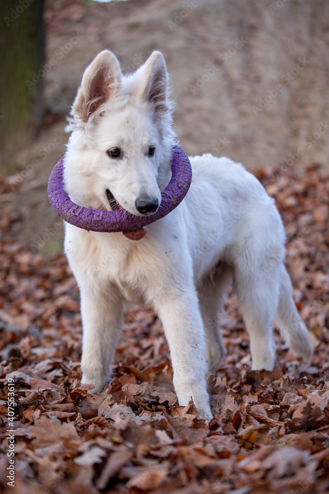 White swiss shepherd put on a puller ring White swiss shepherd put on a puller ring