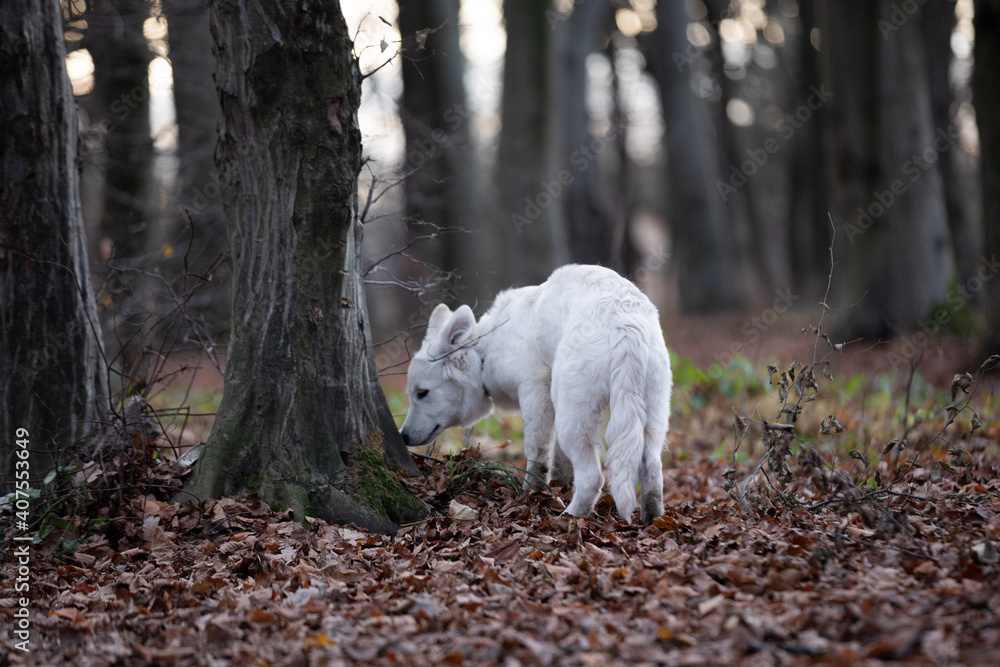 White swiss shepherd sniffs a tree White swiss shepherd sniffs a tree