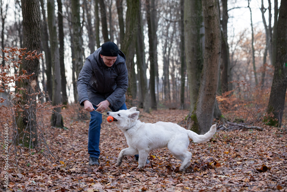 The owner is playing ball with a white swiss shepherd in the woods The owner is playing ball with a white swiss shepherd in the woods