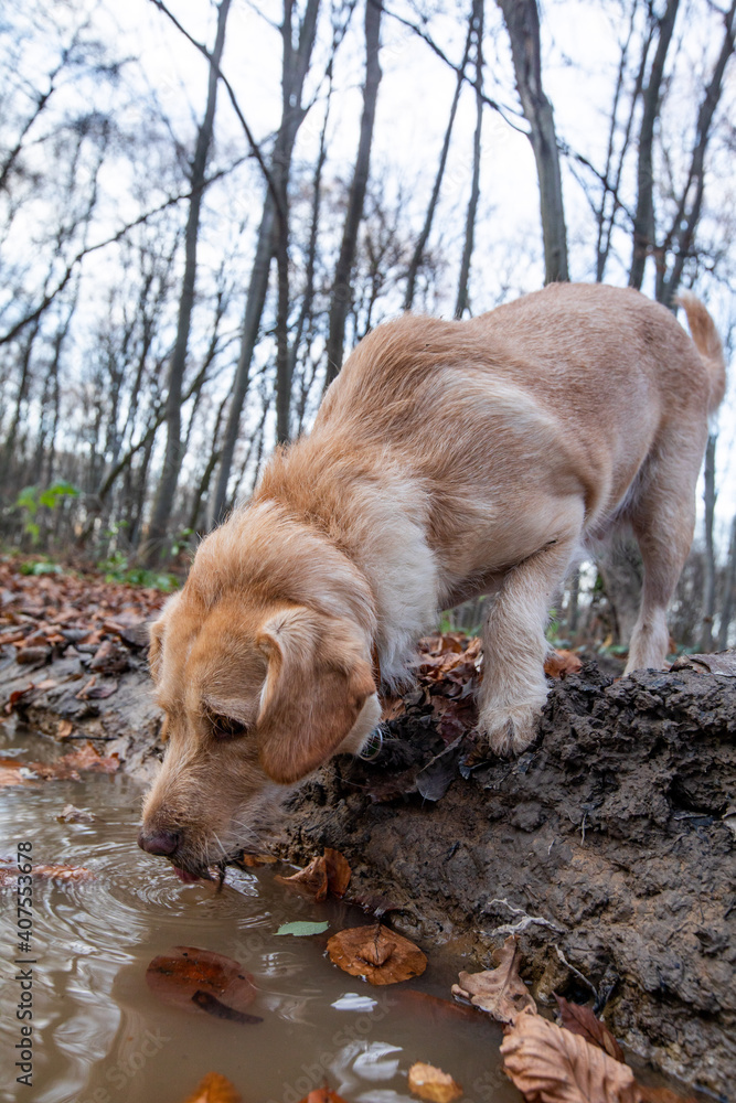 Red little dog drinks water from a puddle Red little dog drinks water from a puddle
