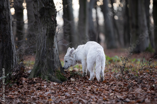 White swiss shepherd sniffs a tree
