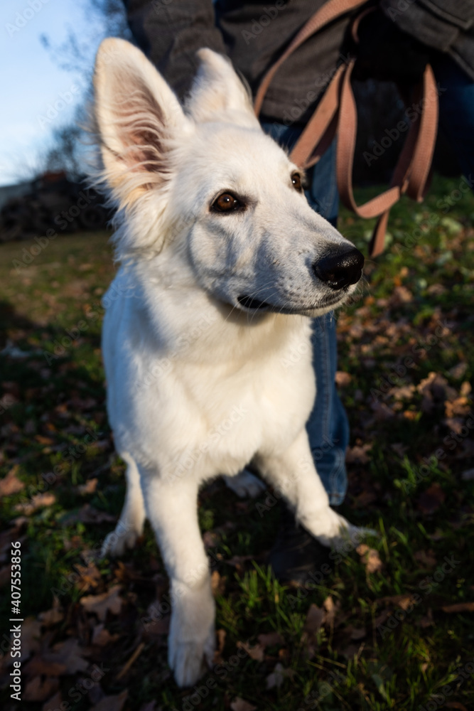 White swiss shepherd dog sitting on the grass near the owner