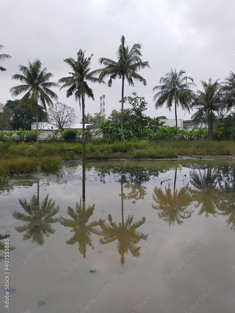 palm trees and water palm trees and water