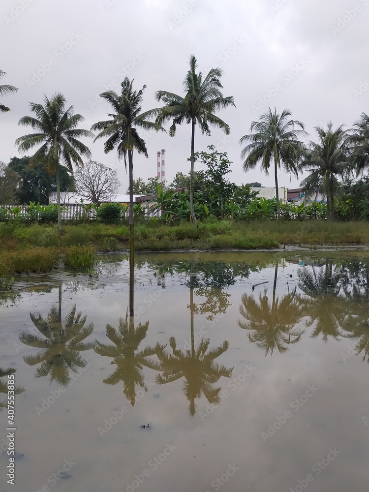 palm trees and water