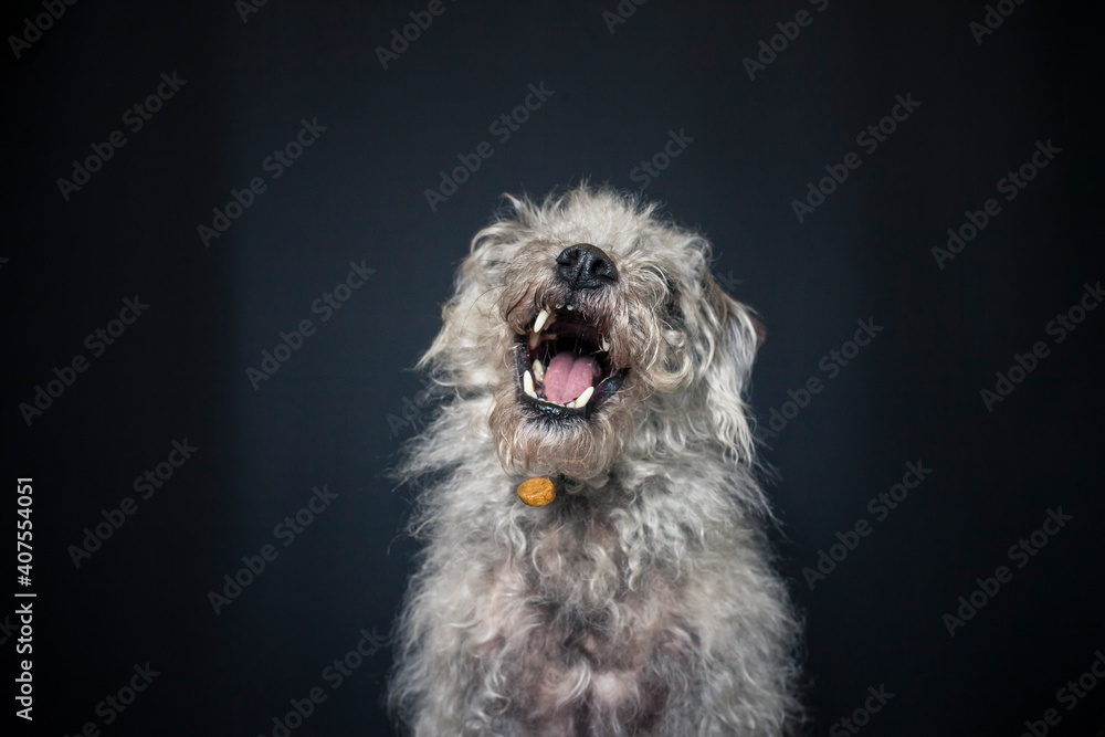 Alter Hund im Studio mit schwarzen Hintergrund. Alter Hund im Studio mit schwarzen Hintergrund.