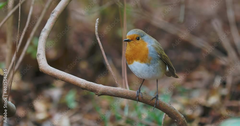European robin or Erithacus rubecula. Robin redbreast perched on tree branch. Colorful bird stares with curiosity. Natural wildlife. European robin or Erithacus rubecula. Robin redbreast perched on tree branch. Colorful bird stares with curiosity. Natural wildlife.