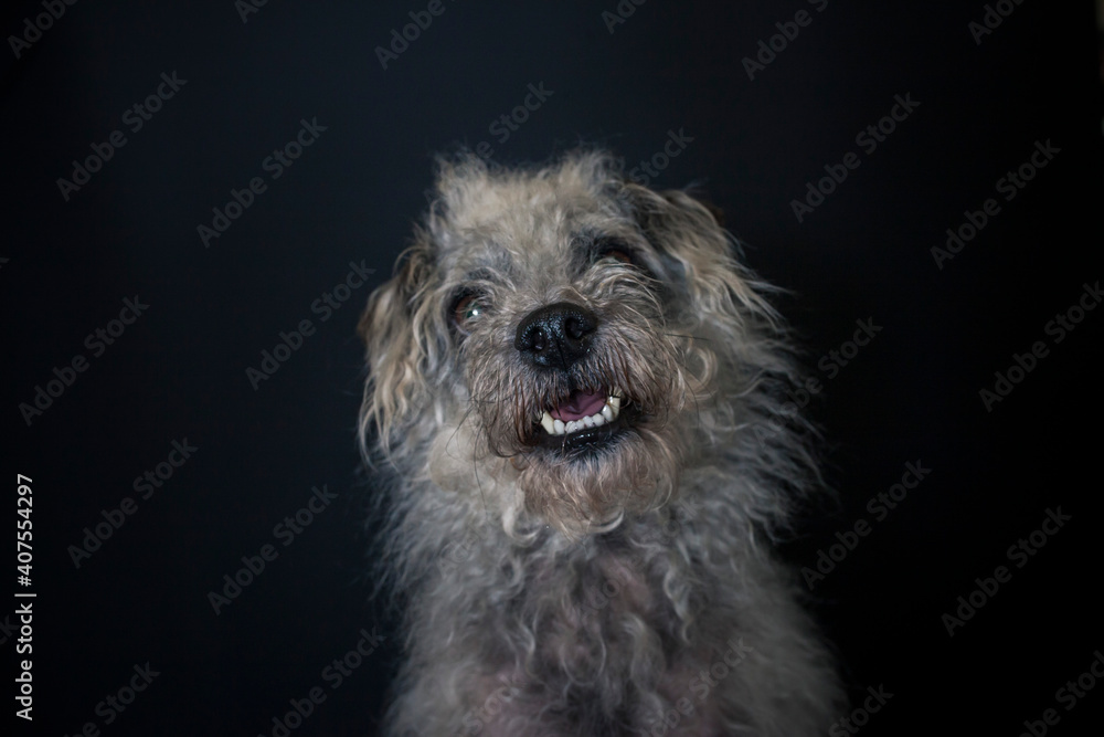 Alter Hund im Studio mit schwarzen Hintergrund. Alter Hund im Studio mit schwarzen Hintergrund.