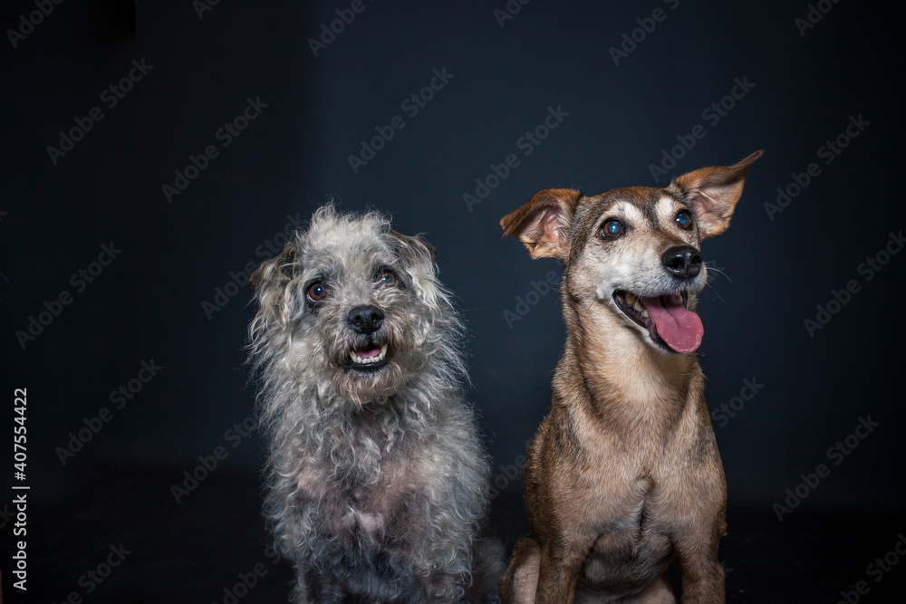 Zwei Hunde im Studio mit schwarzen Hintergrund.