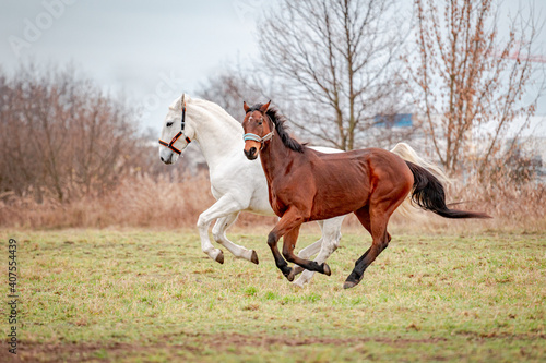 Herd of horses running on pasture. © Eliška